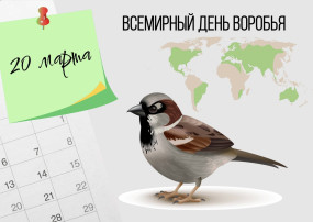 Всемирный день воробья. Всемирный день воробья.